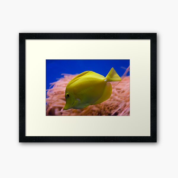 Yellow Tang Framed Art Print