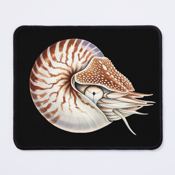 Item preview, chambered nautilus designed and sold by 4rtistcDrift.