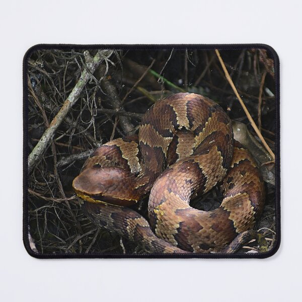 Item preview, Copperhead Snake designed and sold by MercerImages.