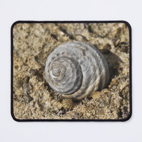 Item preview, Shelling Out in 2025 designed and sold by ezcreate.media.