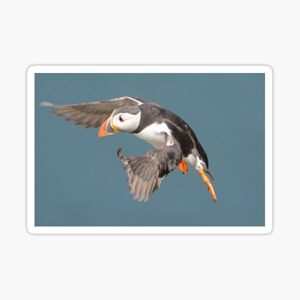 Item preview, Puffin landing at Bullers of Buchan designed and sold by Derren Jones.