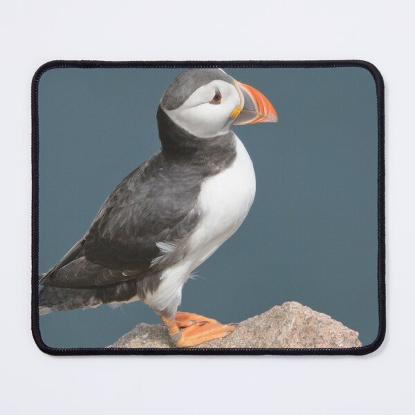 Item preview, Puffin , Aberdeendshire . Scotland . designed and sold by Derren Jones.