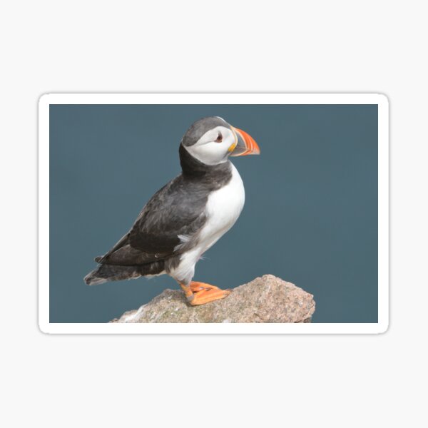 Item preview, Puffin , Aberdeendshire . Scotland . designed and sold by Derren Jones.