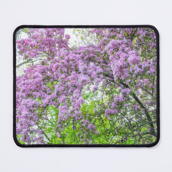 Item preview, Beautiful, Pink Blossoms on a Crabapple Tree on a May Spring Evening designed and sold by LINDA MCKUSICK.