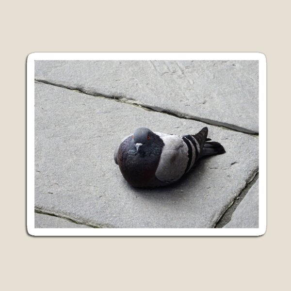 Majestic pigeon resting Magnet