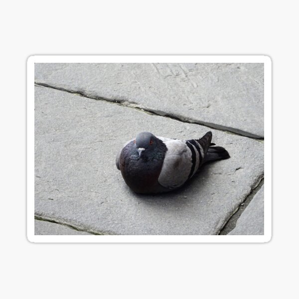 Majestic pigeon resting  Sticker