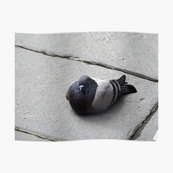 Majestic pigeon resting Poster