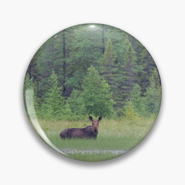 Item preview, Moose in the Marsh, Opeongo Lake, Algonquin Park designed and sold by James Cumming.