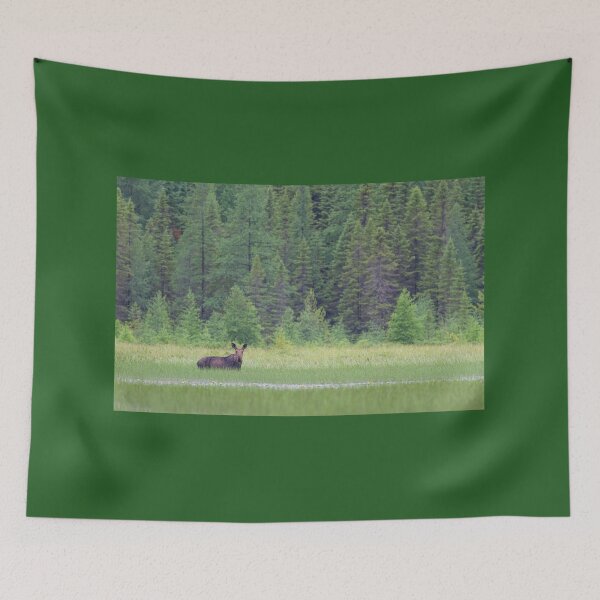 Item preview, Moose in the Marsh, Opeongo Lake, Algonquin Park designed and sold by James Cumming.