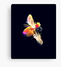abeille noire Canvas Print