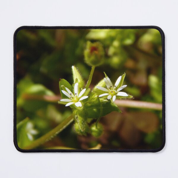 Item preview, Chickweed Blooms designed and sold by gistinker.
