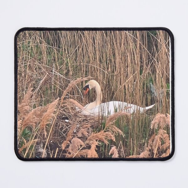 Item preview, TAMalloyPhoto - MOTHER SWAN  designed and sold by TAMalloyPhoto.