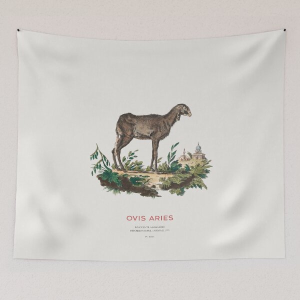 Item preview, Domestic Sheep Vintage Animal Illustration designed and sold by Vintagrafica.