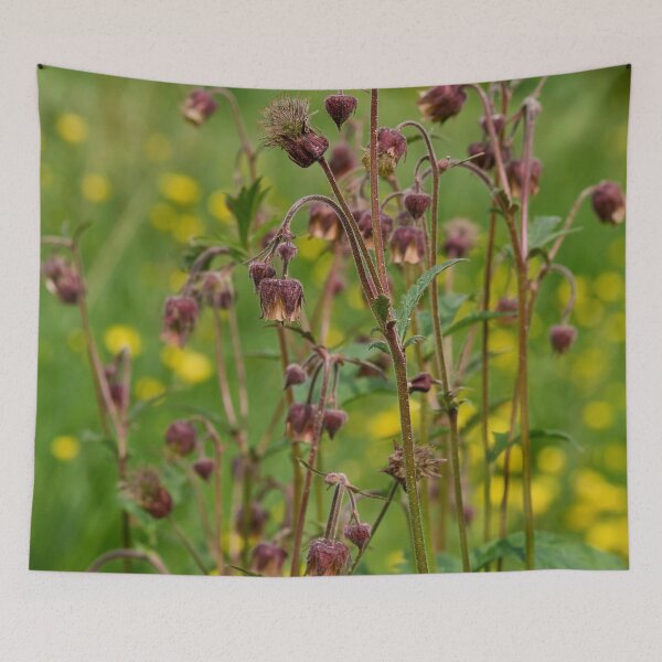 Item preview, The group. Water avens designed and sold by Jouko Lehto Photography.