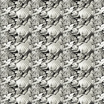 Artwork thumbnail, Shells by Robert Elfferich