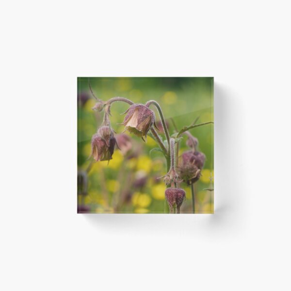 Item preview, Cure all. Water avens designed and sold by Jouko Lehto Photography.
