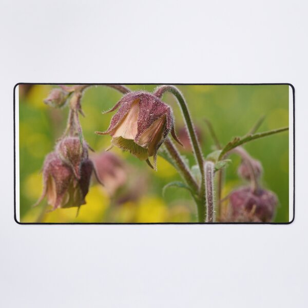 Item preview, Cure all. Water avens designed and sold by Jouko Lehto Photography.
