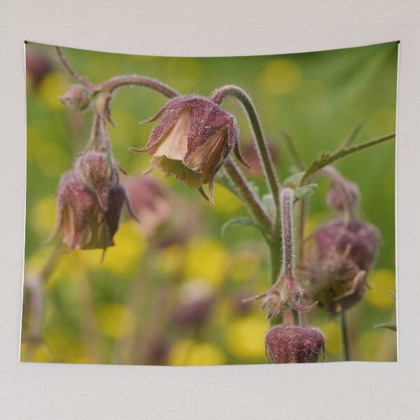 Item preview, Cure all. Water avens designed and sold by Jouko Lehto Photography.