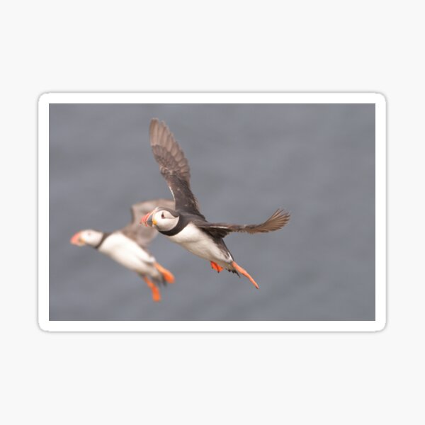 Item preview, Puffin landing at bullers of Buchan  designed and sold by Derren Jones.