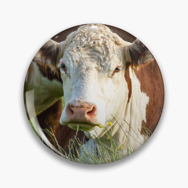 Item preview, Young Hereford Cow designed and sold by Jane Stanley Photography.