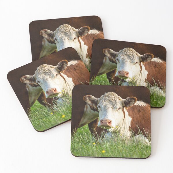 Item preview, Young Hereford Cow designed and sold by Jane Stanley Photography.