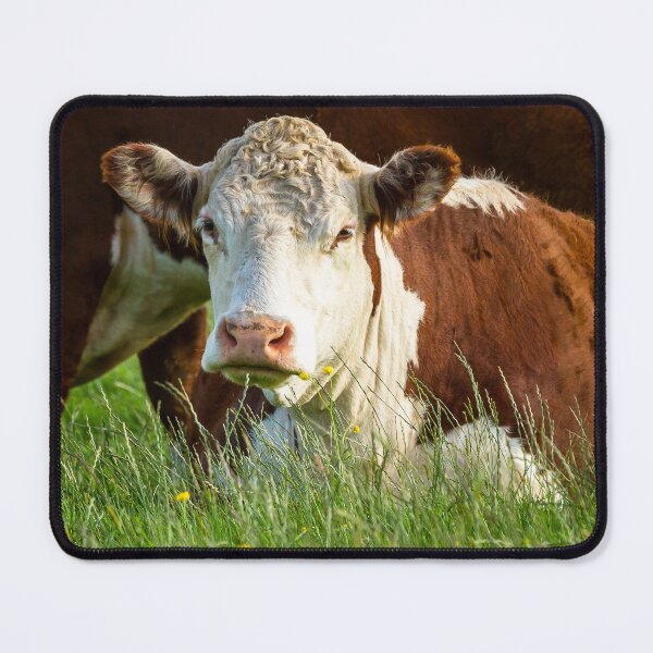 Item preview, Young Hereford Cow designed and sold by Jane Stanley Photography.