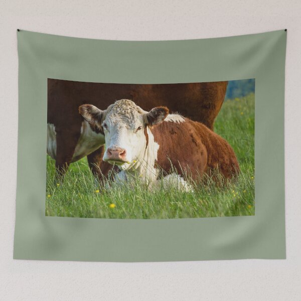 Item preview, Young Hereford Cow designed and sold by Jane Stanley Photography.