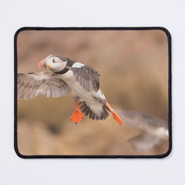 Item preview, Puffin coming in to land Aberdeenshire designed and sold by Derren Jones.