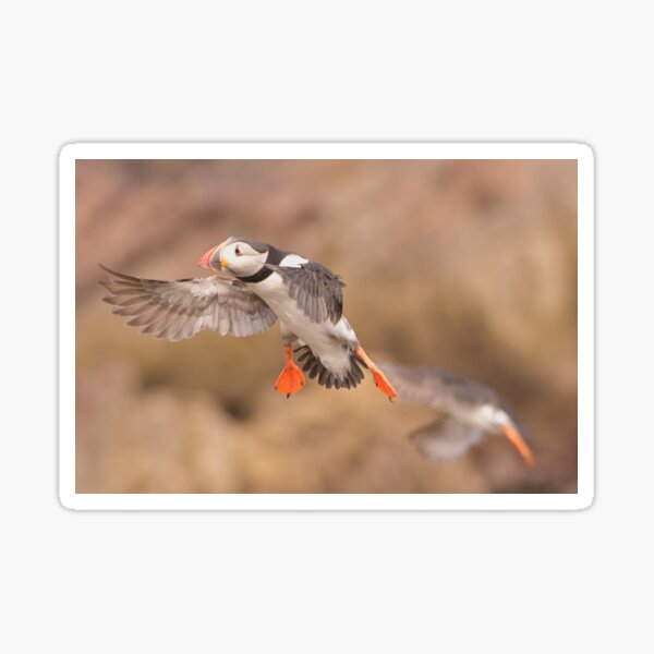 Item preview, Puffin coming in to land Aberdeenshire designed and sold by Derren Jones.