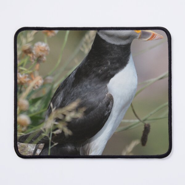 Item preview, Puffin calling to its mate , Aberdeenshire  designed and sold by Derren Jones.