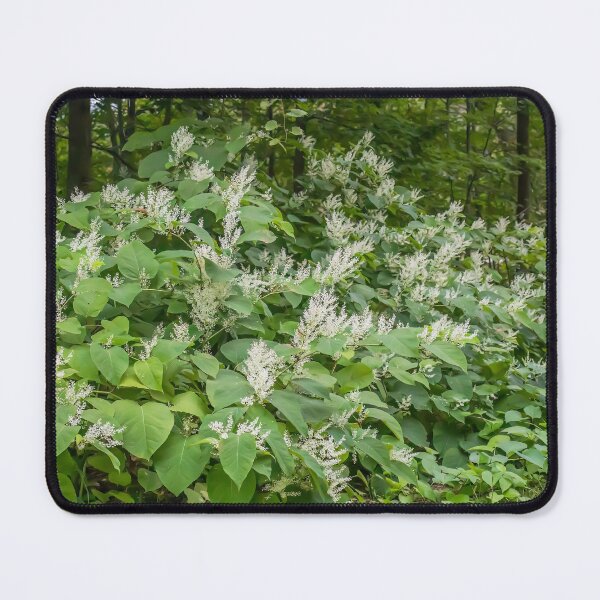 Item preview, Japanese Knotweed, Reynoutria Japonica, with Large, White Flowering Blooms designed and sold by LINDA MCKUSICK.