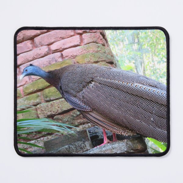 Item preview, Great Argus Pheasant designed and sold by ShutterbugBttns.