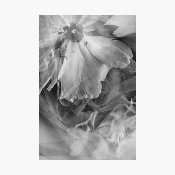 Item preview, Decedent Peony designed and sold by JanieLynnPhoto.