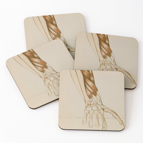 Item preview, Anatomy Of The Extensor Indicis Muscle Anatomical Studies designed and sold by Esmeralda Marchioro.