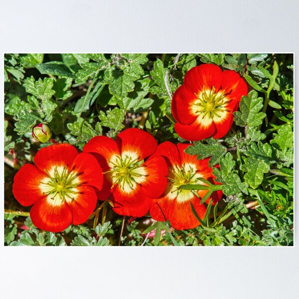 Photo de jolies fleurs Poster