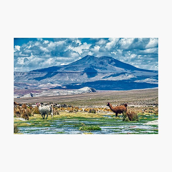 photo de lamas face au volcan Galan Impression photo
