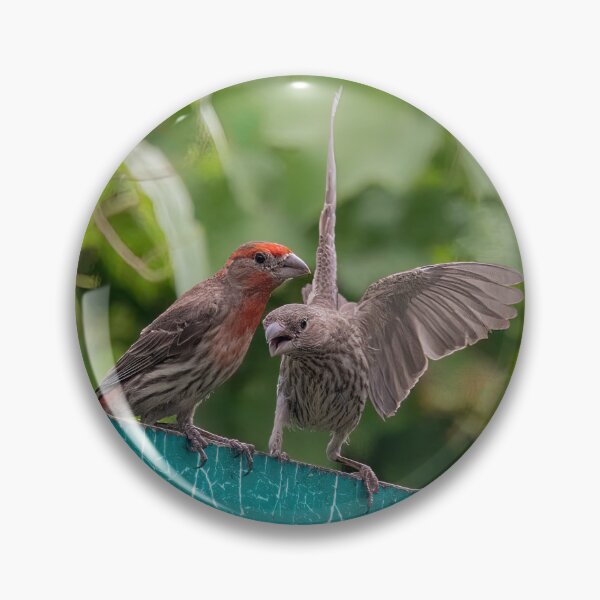 Item preview, House Sparrow Pair  designed and sold by CarolM.