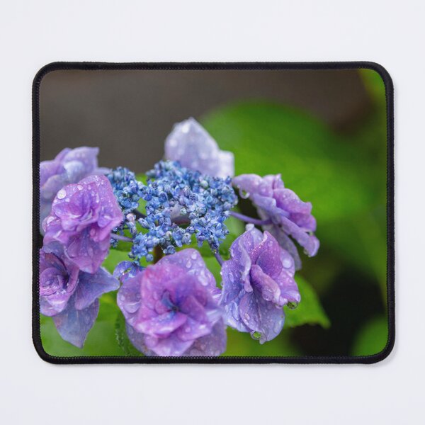 Item preview, Purple hydrangea with dew droplets designed and sold by Bentenya.