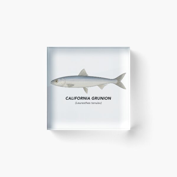 Item preview, California Grunion – Marine Animals of California designed and sold by CaliforniaVibe.