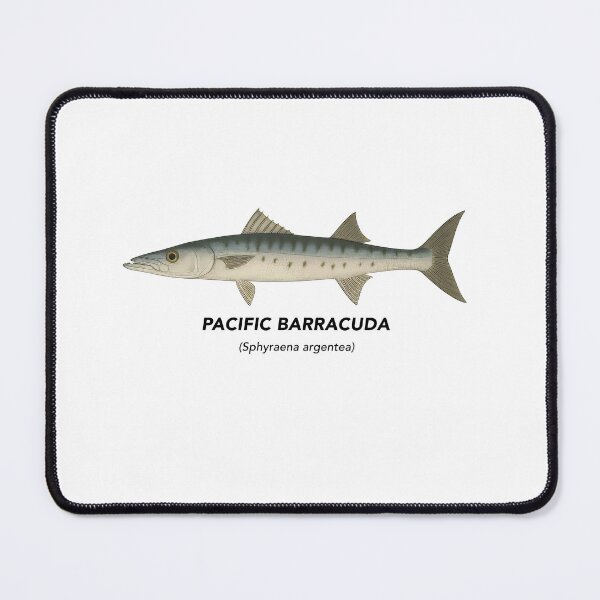 Item preview, Pacific Barracuda – Marine Animals of California designed and sold by CaliforniaVibe.