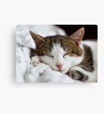 Sleeping Cat Canvas Print