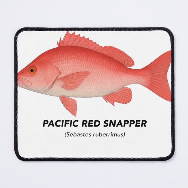 Item preview, Pacific Red Snapper – Marine Animals of California designed and sold by CaliforniaVibe.