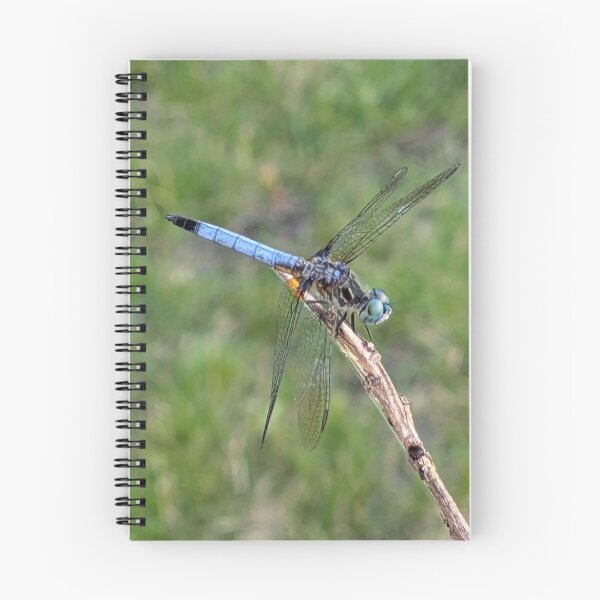 Item preview, Blue Dragonfly designed and sold by STEM Factually.