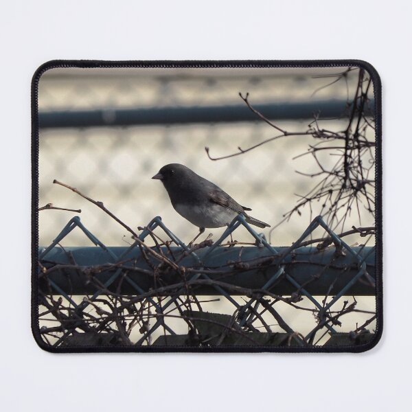 Item preview, Dark-eyed Junco On a Fence designed and sold by BackyardBirder.