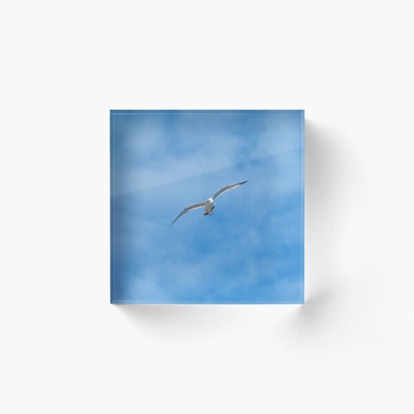 Item preview, Gull Hovering In The Air designed and sold by BackyardBirder.