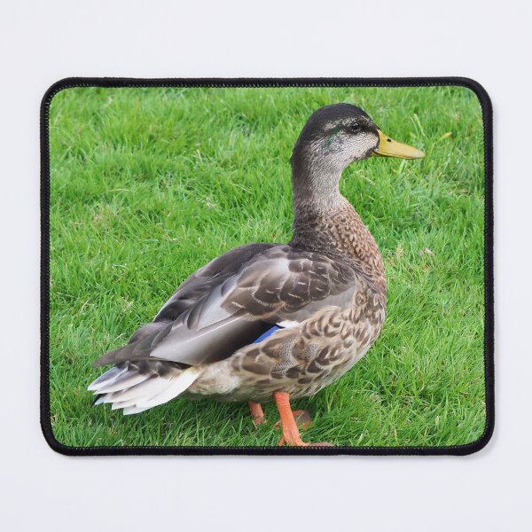 Item preview, Cute Duck Standing On The Grass designed and sold by BackyardBirder.