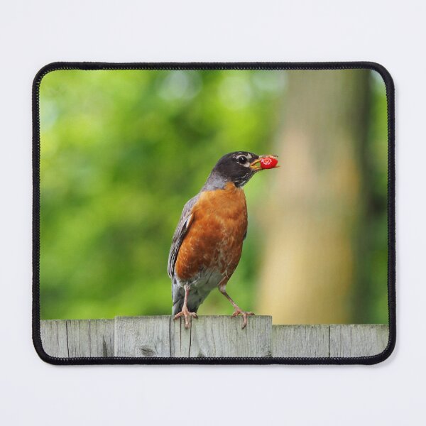 Item preview, American Robin With a Berry In Its Beak designed and sold by BackyardBirder.