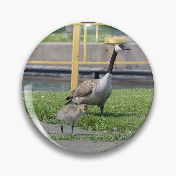 Aperçu de l'œuvre Parents d'oies observant leurs oisons créée et vendue par BackyardBirder.