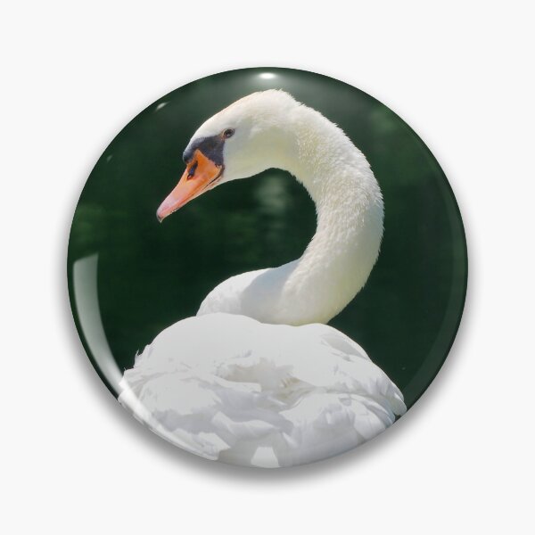 Artikelvorschau, Schöner Höckerschwan an einem Teich aus nächster Nähe entworfen und verkauft von BackyardBirder.