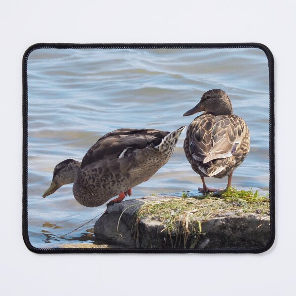Item preview, Two Ducks on a Rock designed and sold by BackyardBirder.